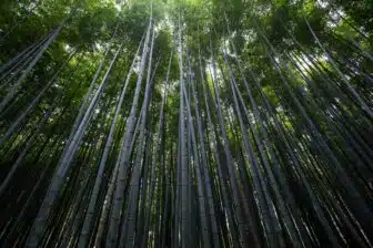 Arashiyama