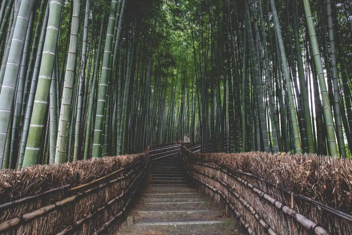 Arashiyama
