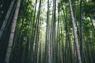 La bambouseraie d’Arashiyama