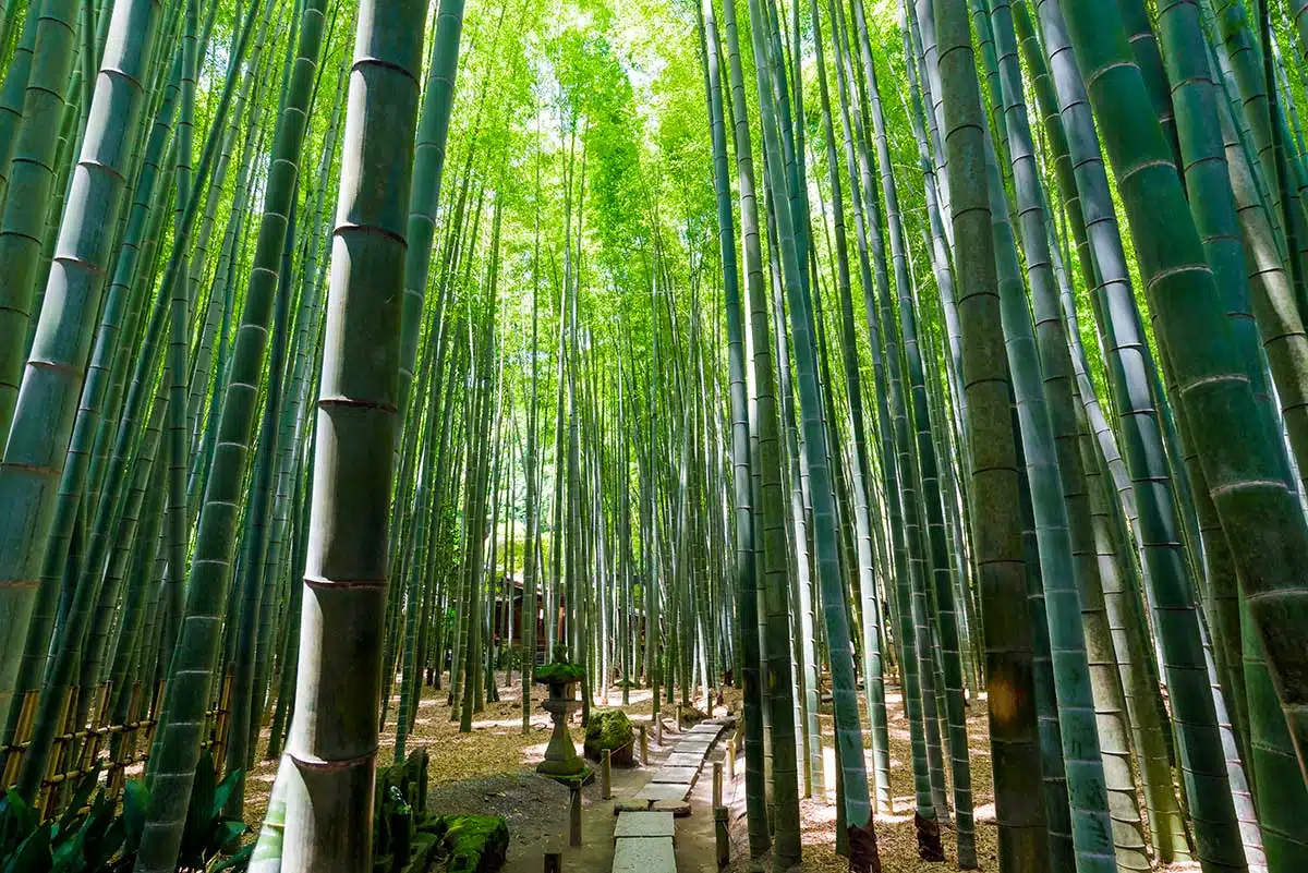 Kamakura - Japon