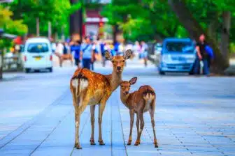 Nara