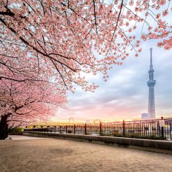Tour SkyTree - Tokyo
