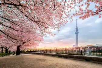 Tour SkyTree - Tokyo