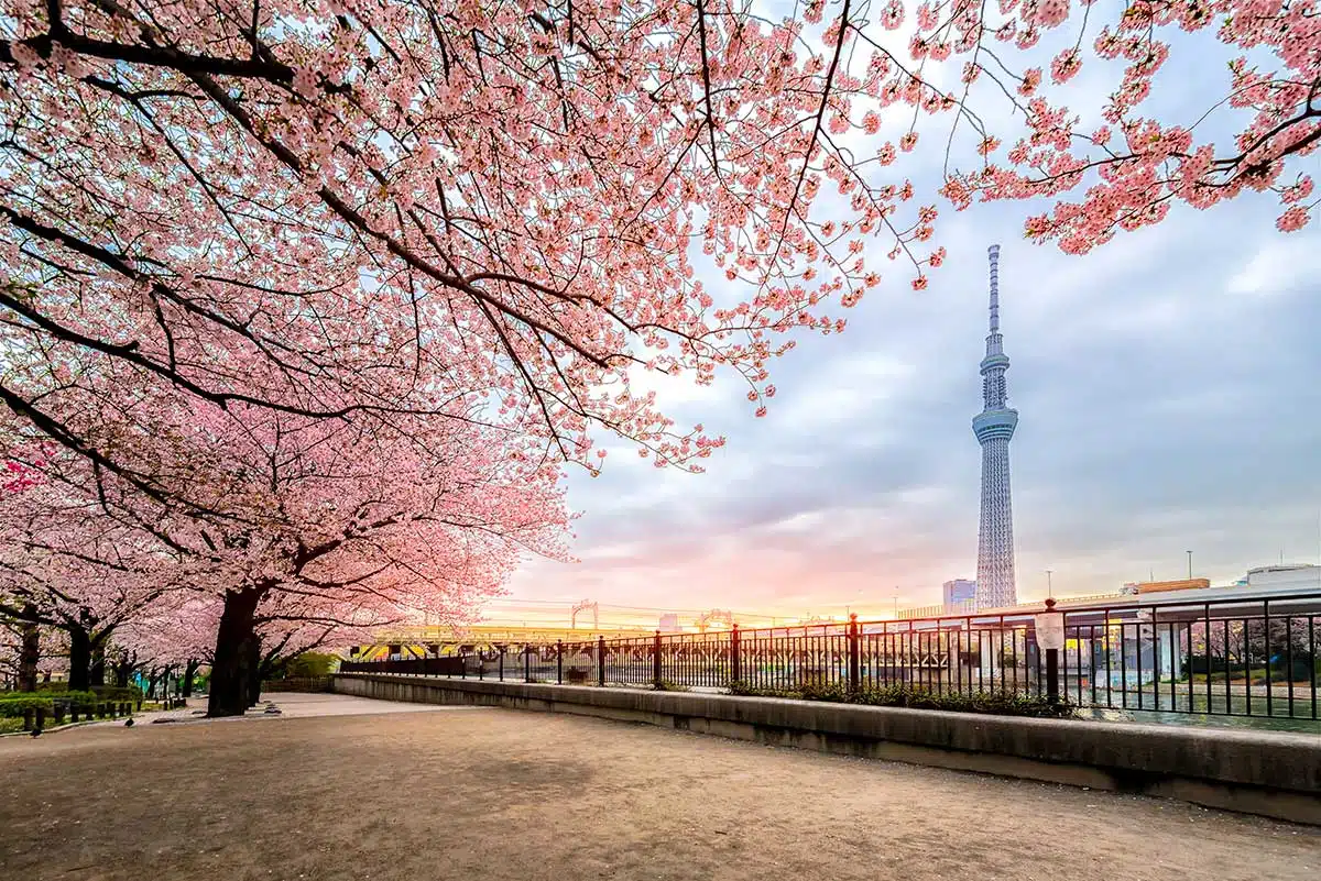 Tour SkyTree - Tokyo